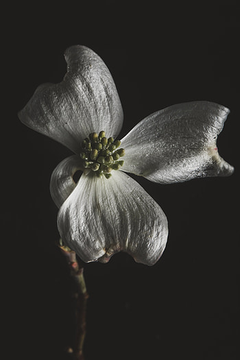 Flower, Macro, Close-Up, Bloom, Flowering HD phone wallpaper