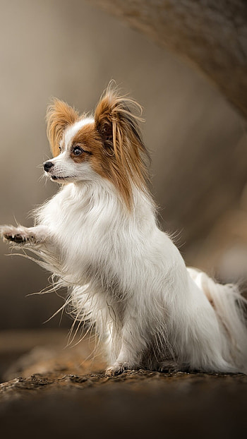 Papillon Dog, Papillon Spaniel HD phone wallpaper