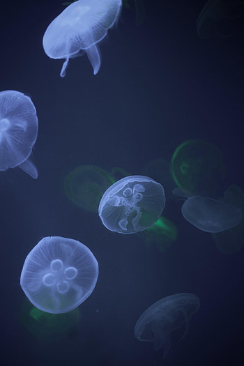 Animals, Water, Jellyfish, Tentacle, Underwater, Submarine HD phone wallpaper