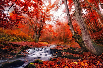 Autumn forest, creek, slope, fall, colors, beautiful, serenity, leaves, red, trees, autumn, , forest, foliage, stream HD wallpaper