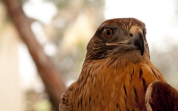 Animals, Bird, Beak, Eagle HD wallpaper