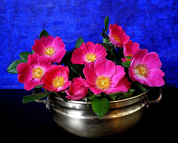 Wild Roses, still life, pink, blossoms, flower, pot HD wallpaper