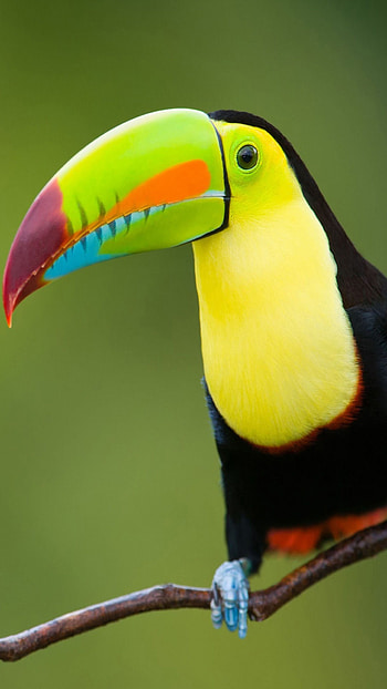 Aesthetic , Colourful toucan, Nature graphy, Stunning bird HD phone wallpaper