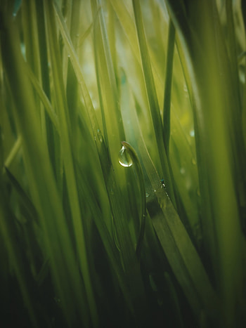 Grass, Macro, Drop, Dew HD phone wallpaper