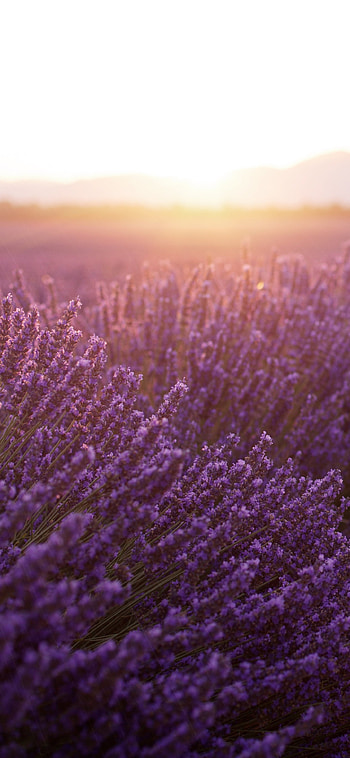 Earth lavender, Lavender fields, Nature's wonders HD phone wallpaper