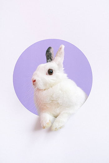 Close-up of a cute white rabbit in a circular cutout against a purple backdrop. HD phone wallpaper