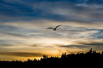 Sunset, Sky, Dark, Silhouette, Bird, Flight, Wings HD wallpaper