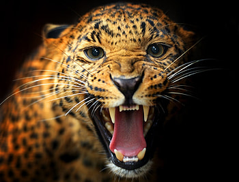 Leopard, teeth, animal, color, eyes, cat, jaws, mustache HD wallpaper