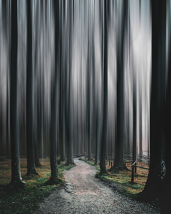 Nature, Trees, Forest, Blur, Smooth, Path, Illusion HD phone wallpaper