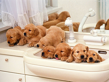 Animals, Dogs HD wallpaper