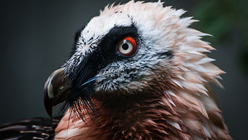 Bearded Vulture, Bone eating bearded, Vulture album, Bearded Vulture HD wallpaper