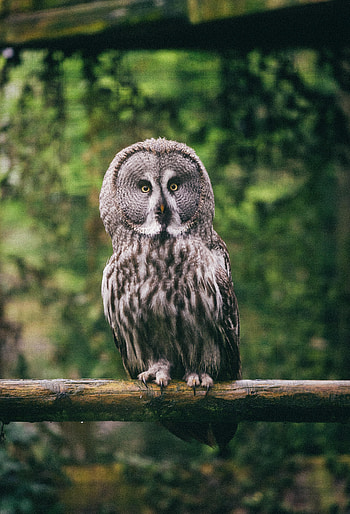 Animals, Owl, Bird, Predator, Sight, Opinion, Eagle Owl HD phone wallpaper