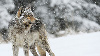 wolf, snow, winter, predator HD wallpaper
