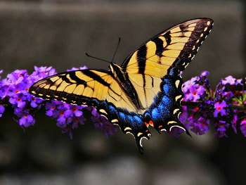 Butterflies, Insects HD wallpaper