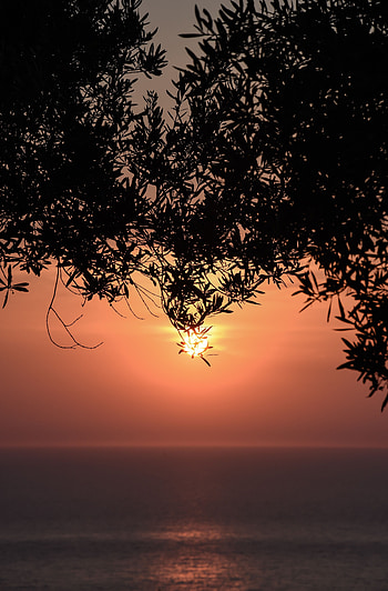 Nature, Sunset, Sea, Sun, Horizon, Branches HD phone wallpaper