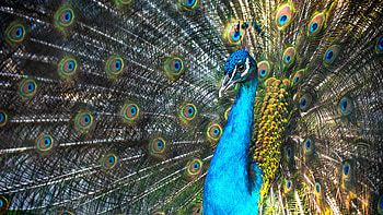 Closeup View Of Blue Peacock With Open Wings Birds HD wallpaper