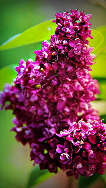Lilac, Purple HD phone wallpaper