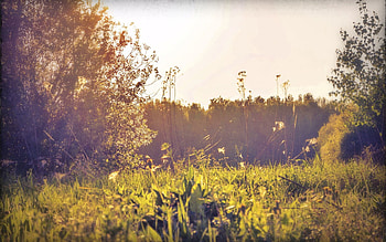 Nature, Sun, Shine, Light, Field, Herbs, Herbage, Russia HD wallpaper