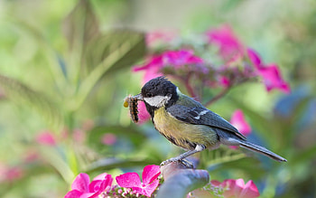 Blue tit, pink, bird, flower, green, pasare, food HD wallpaper