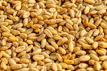Golden wheat kernels up close, showcasing natural textures and grains. HD wallpaper