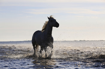 Horse Running On The Beach , horse, animals, beach HD wallpaper