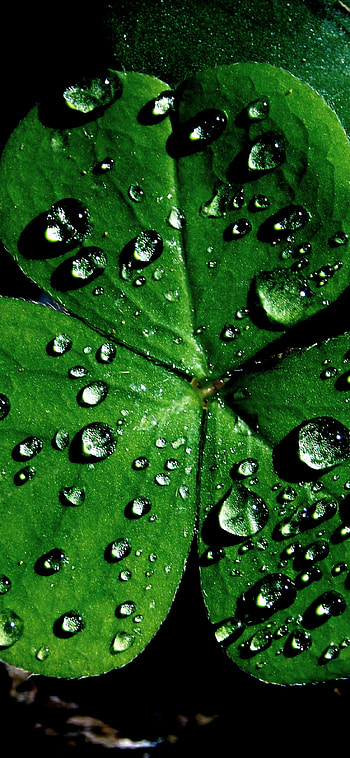 Irish Shamrock, Shamrock , , St. Patrick's Day HD phone wallpaper
