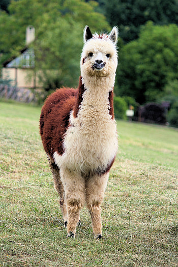 Funny, Animals, Wildlife, Animal, Sweetheart, Nice, Llama, Lama HD phone wallpaper