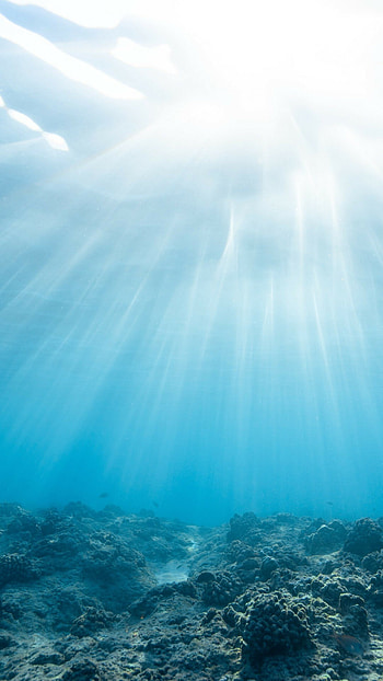Underwater wonderland, Vibrant marine life, Ocean's secrets, Aquatic paradise HD phone wallpaper