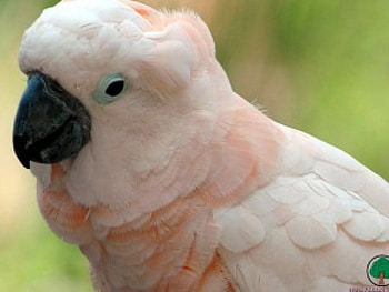 adi, birds, animals HD wallpaper