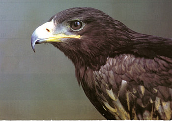 Eagle, brown colour, large bird, feathers, flies HD wallpaper