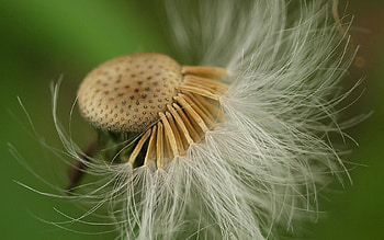 Flower, Plant, Macro, Dandelion HD wallpaper