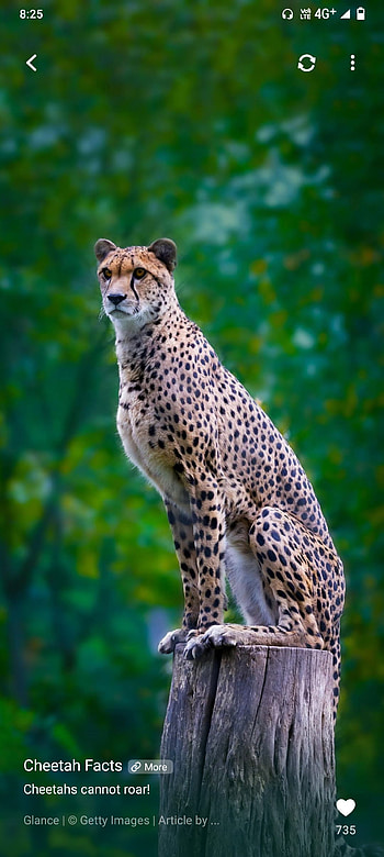 Tiger, terrestrial animal, leopard HD phone wallpaper