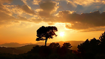 Sunset, sky, nature, tree HD wallpaper
