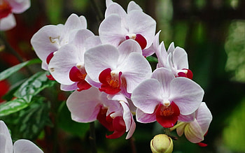 Orchid, nature, flower, beauty HD wallpaper