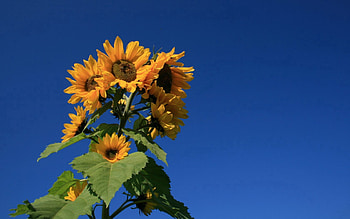 Flowers, Sky, Summer, Plant, Sunflower HD wallpaper
