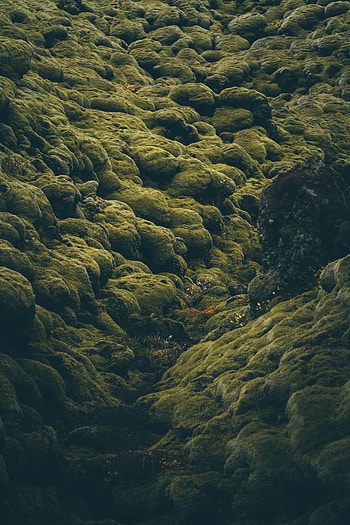 Nature, Stones, Moss, Iceland, Coated, Covered, Pale HD phone wallpaper