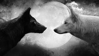 Wolf in nature, background, Untamed wilderness, Captivating wildlife HD wallpaper