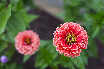 Flowers, Pink, Flower, Petals, Blur, Smooth, Close-Up, Dahlia HD wallpaper
