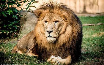 Animals, Lions HD wallpaper