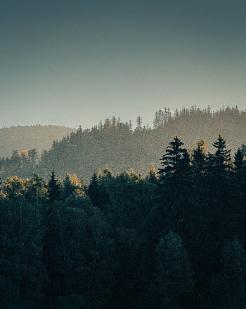 Landscape, Nature, Trees, Forest, Fog, Hills HD phone wallpaper