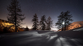 Winter Trees Snow, winter, trees, snow, nature HD wallpaper