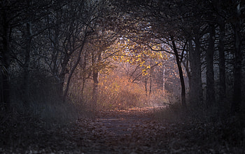 Trees Branch Pathway Dark Autumn Forest Backlit, trees, autumn, forest, nature HD wallpaper