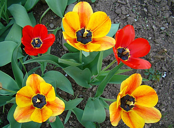 Flowers, Tulips, Greens, Flower Bed, Flowerbed, Earth, Land, Disbanded, Loose HD wallpaper