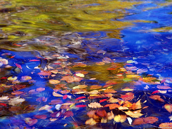 Landscape, Water, Leaves HD wallpaper