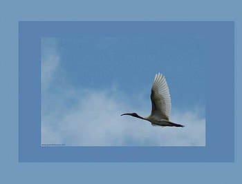 Take Off, ibis, bird, blue frame, sky, flying HD wallpaper