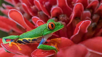 Enchanting amphibians, Vibrant red-eyed frog, Stunning flower HD wallpaper