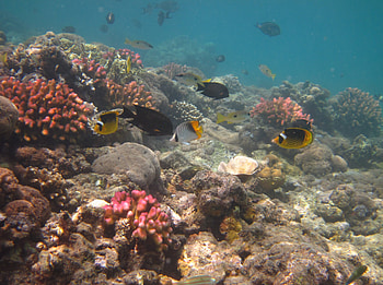 Red Sea coral scene, Chaetoceros, Red Sea, butterfly fish, corals, lunula HD wallpaper