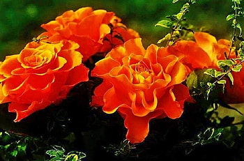 Beautiful Flowers, leaves, nature, flowers, yellow HD wallpaper