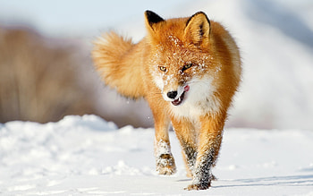 Fox's , Aesthetic appeal, Distinct style, Artistic design HD wallpaper