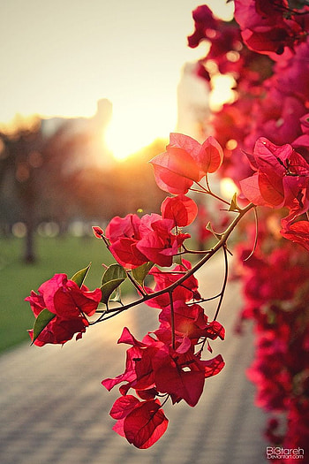 bougainvillea. Flowers graphy , nature flowers, Nature background , Bunch of Flowers HD phone wallpaper